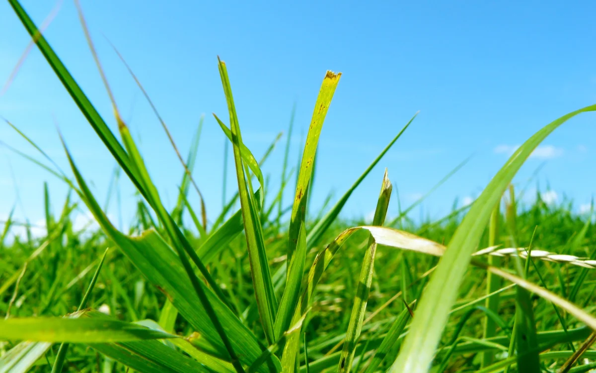 Close-up of green grass against a bright Swiss sky